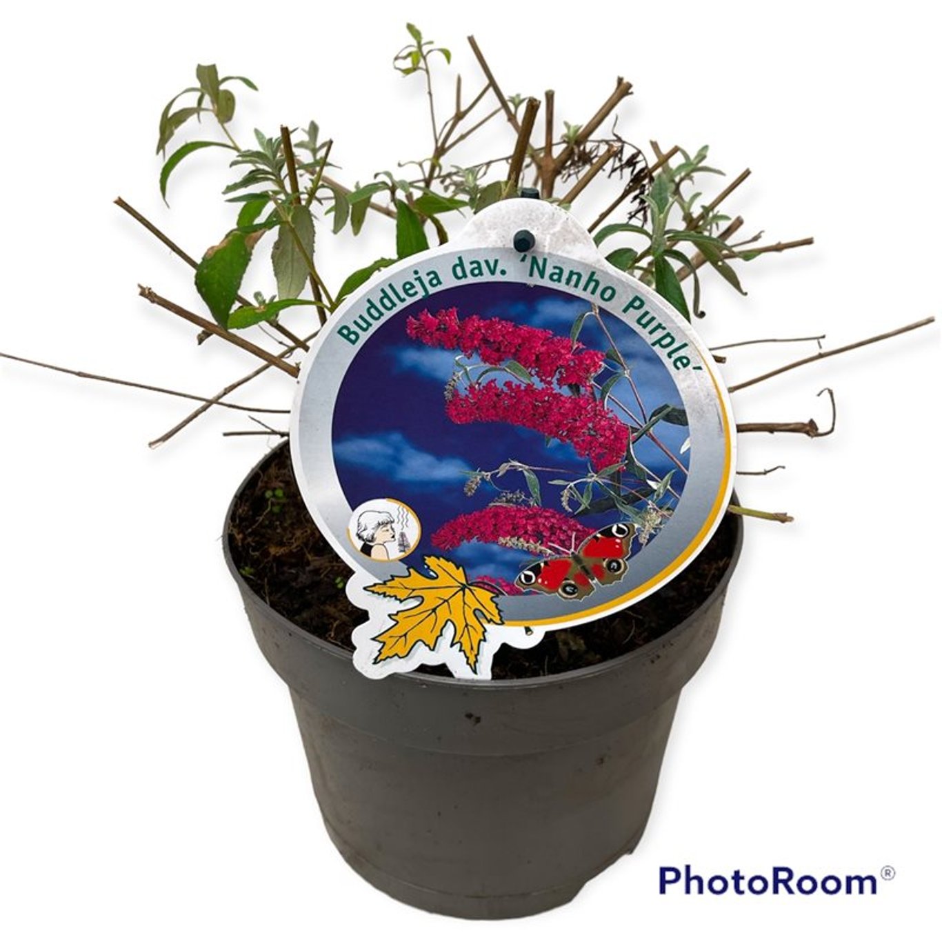 Buddleja d. 'Nanho Purple' - C3